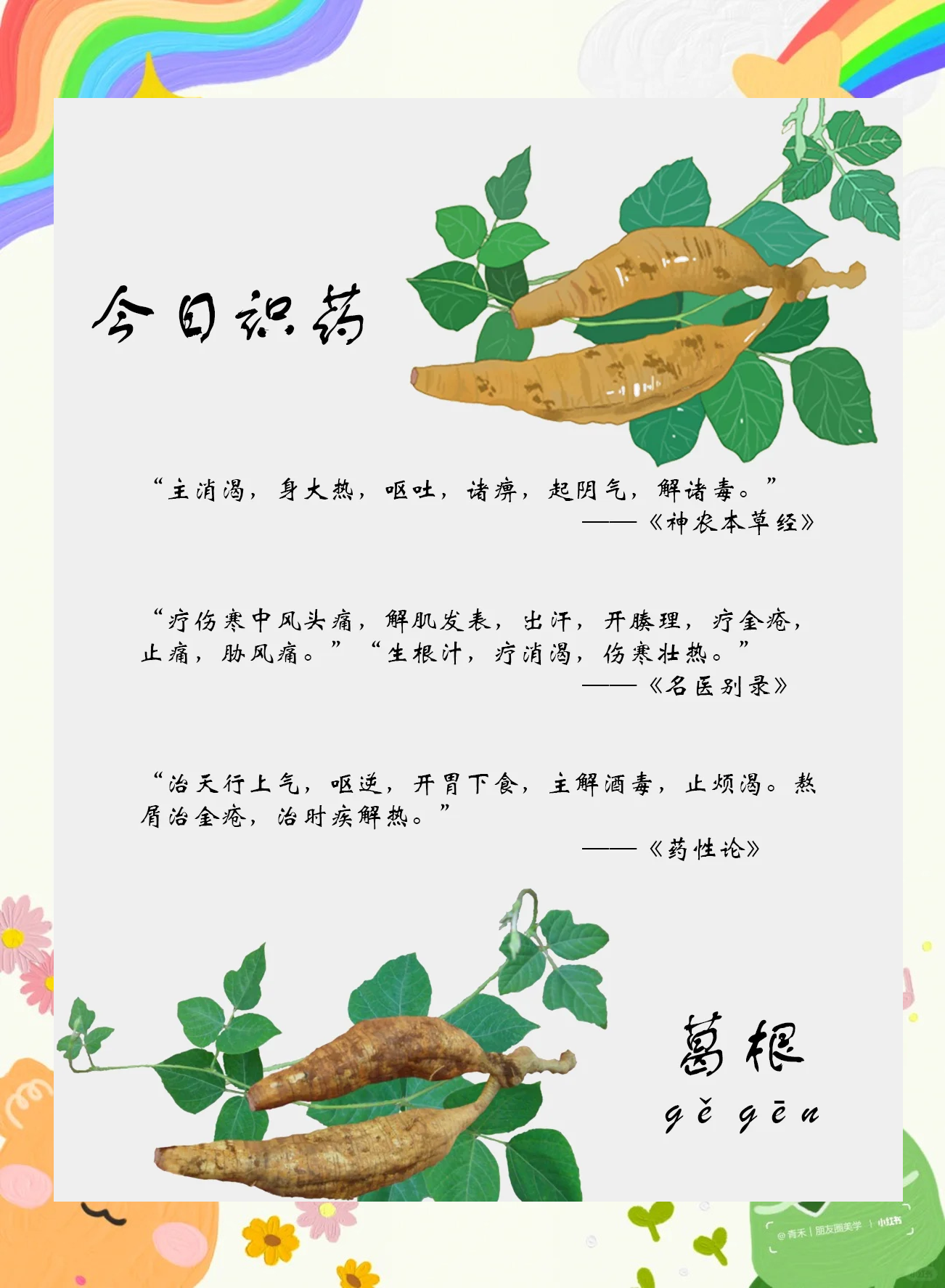 葛薯的功效与作用