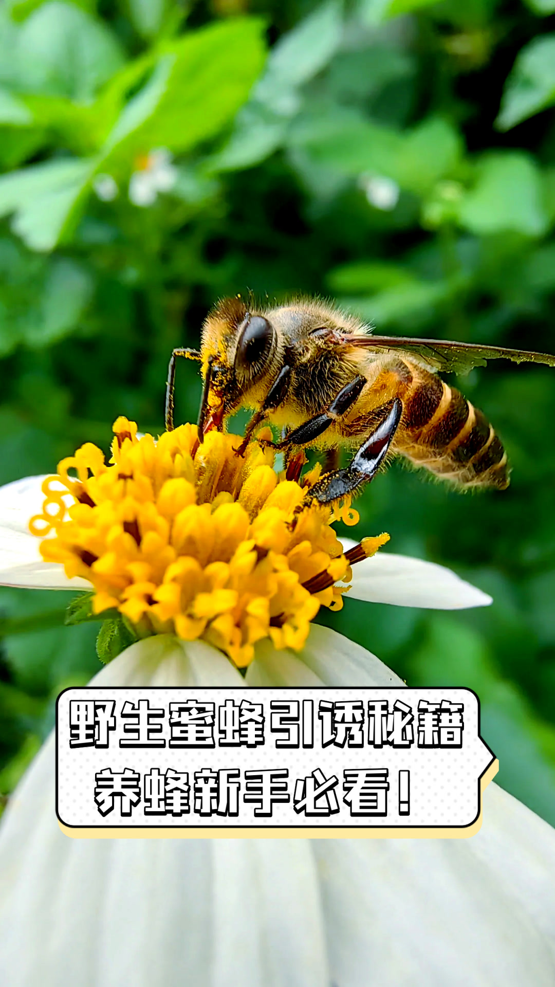 初学者怎么养蜜蜂