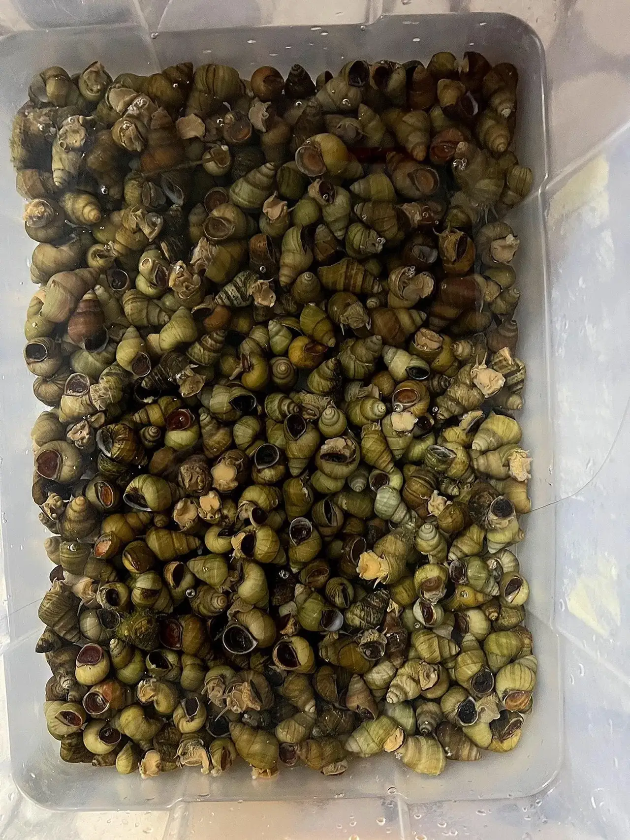 田螺煮多长时间最合适