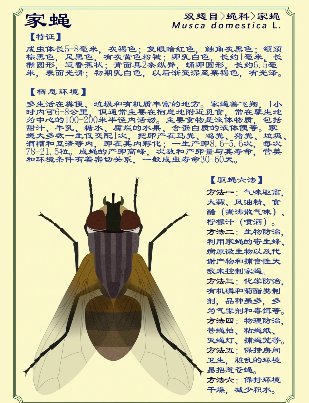 家里如何灭苍蝇