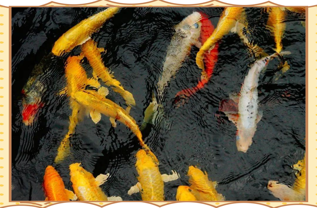 周公解梦梦见鱼