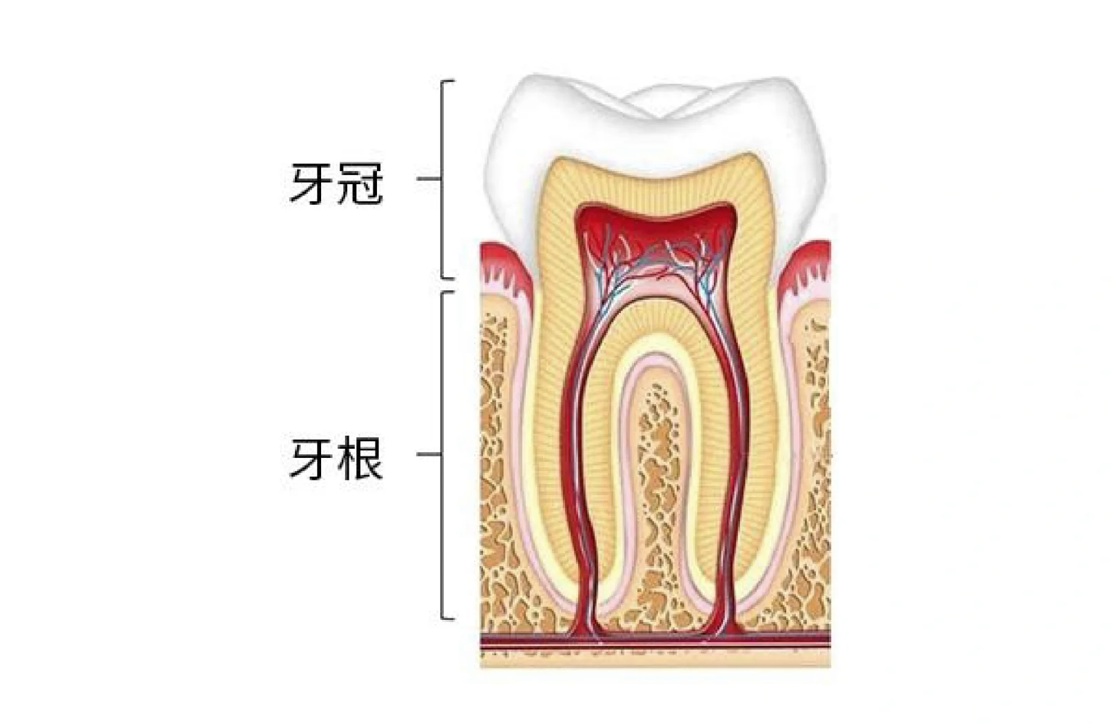 梦见牙断了牙根还在是什么预兆