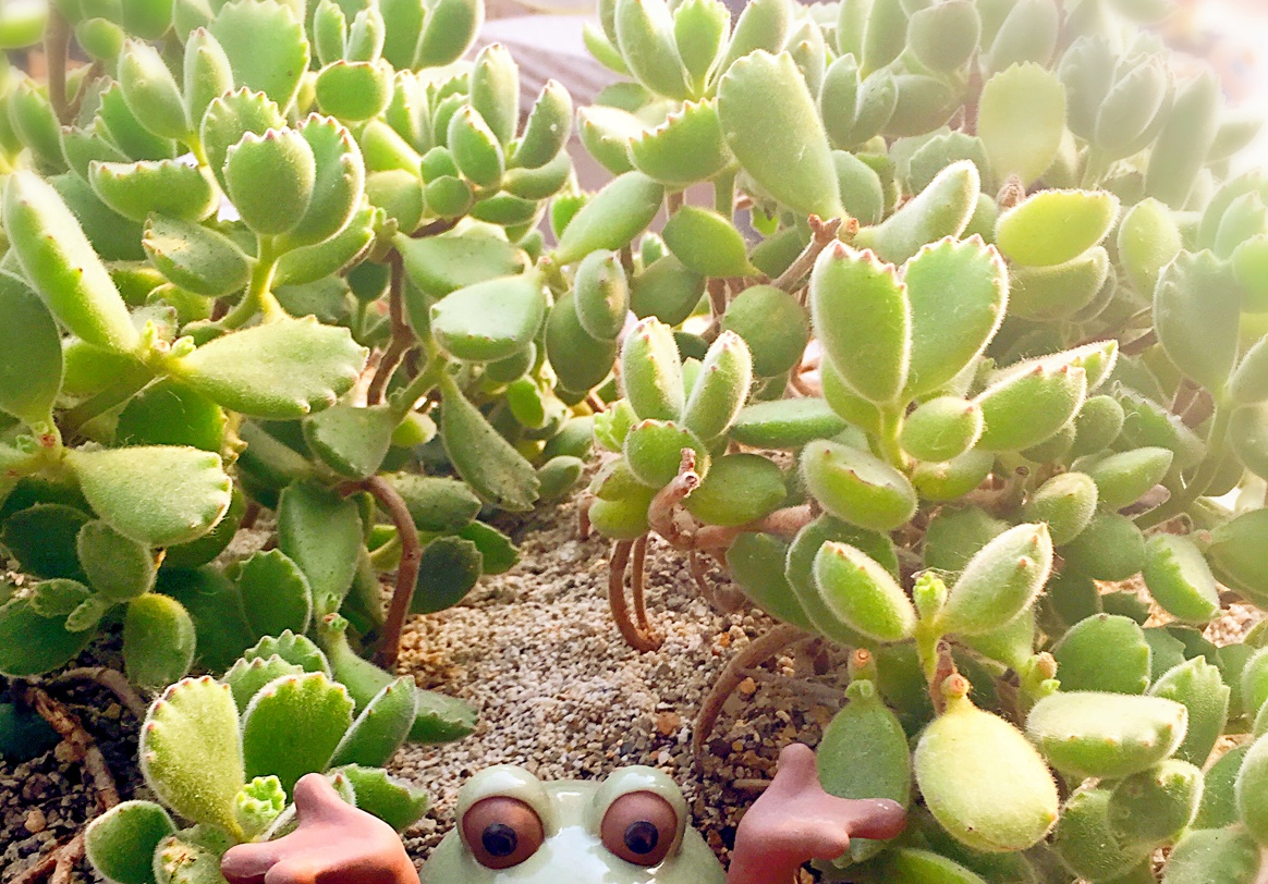 若歌诗养殖方法及注意事项