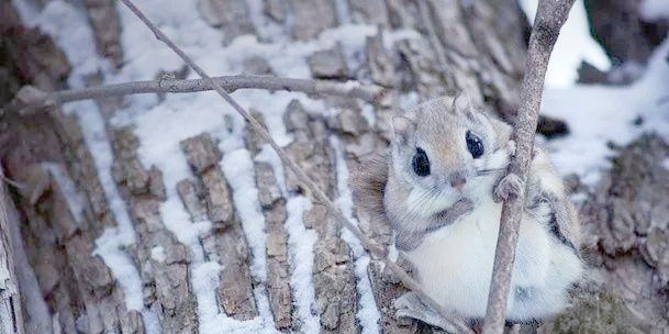 关于日本小鼯鼠的资料介绍