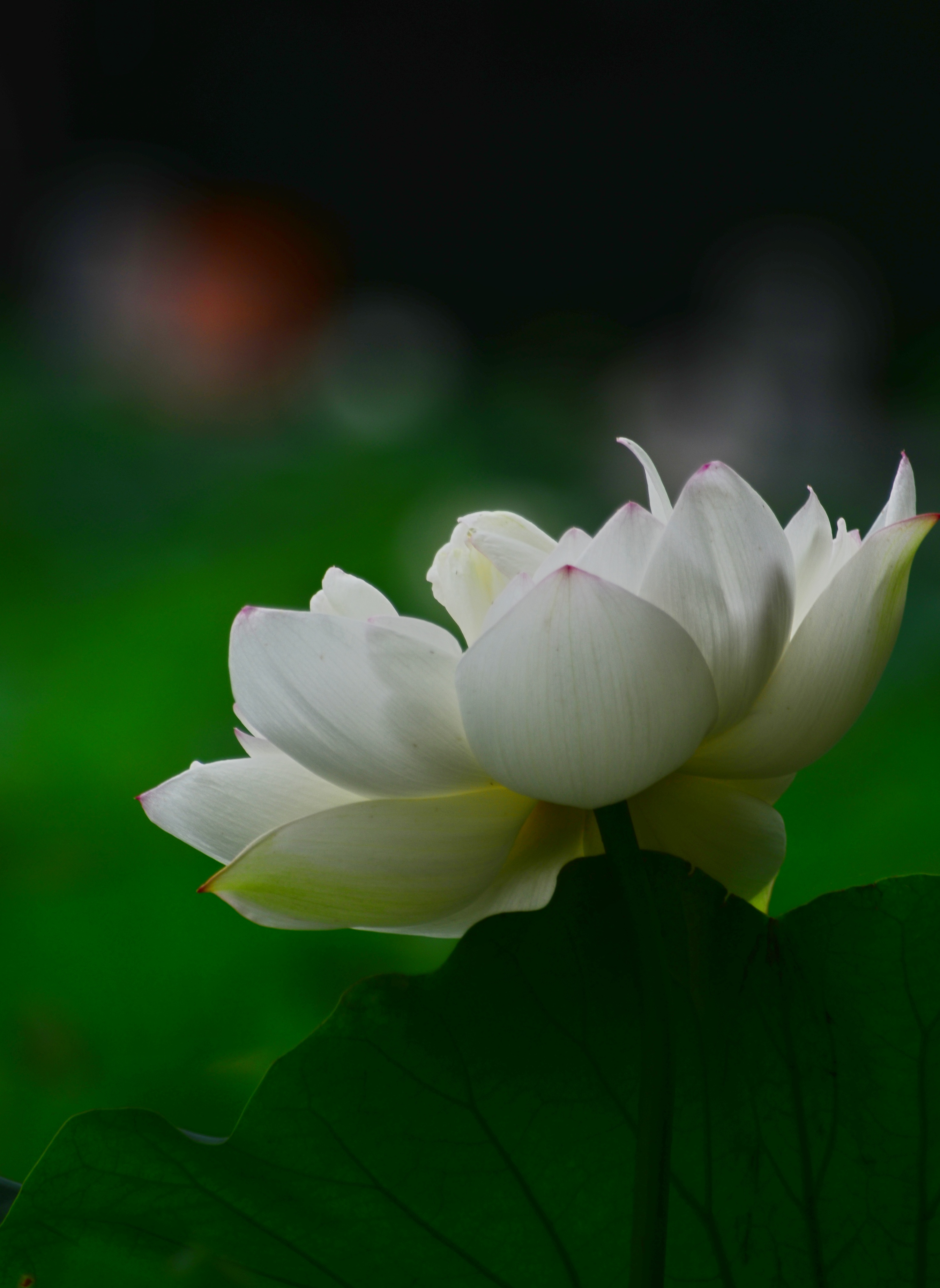 说一个人白莲花是什么意思